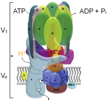 V-ATPaseの構造